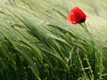 Вітер і квітка